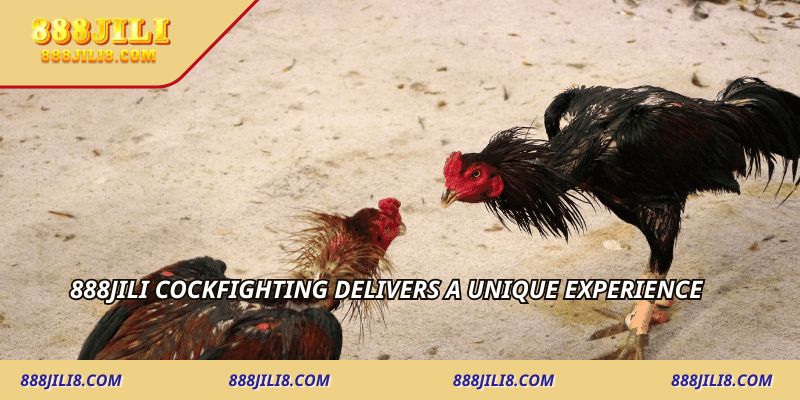 888JILI Cockfighting delivers a unique experience