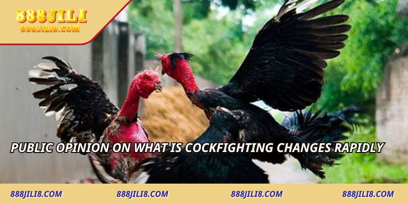Public opinion on what is cockfighting changes rapidly