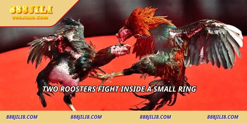 Two roosters fight inside a small ring