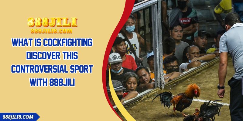 What Is Cockfighting? Discover This Controversial Sport With 888JILI