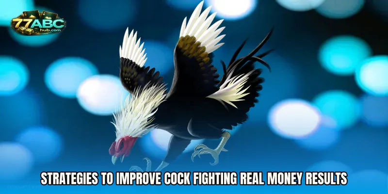 Strategies to Improve Cock Fighting Real Money Results